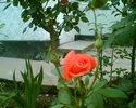 trandafir 1