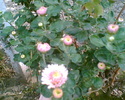 Gary025