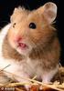 hamsteri