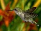 colibri4