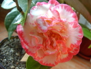 DSC08593
