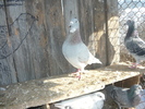seby(4)