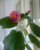 abutilon