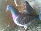 seby(1)