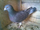 seby(3)