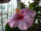 hibiscus reanflorit