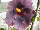 Hibiscus la prima inflorire