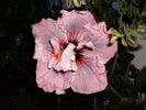 hibiscus reanflorit