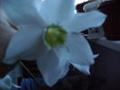 floarea puiului de eucaris