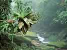 bromeliads_bocaina_national_park_atlantic_L