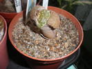 Lithops Terricolor