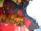 Bety obosita