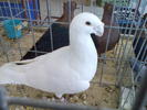 Imag066