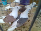 Imag083