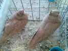 Imag085