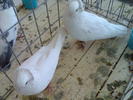 Imag091
