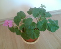 Imag012