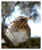 Turdus pilaris