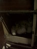 IMG00052-20110108-1555