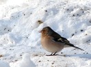 Mascul de cinteza de iarna