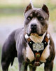 Pitbull 2
