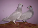 PERECHE