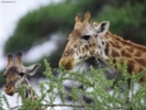fotografii cu girafe poze si peisaje cu animale