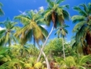 Poze desktop cu palmieri