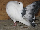 27338227_WJFWDRSPR