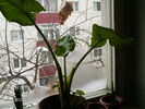 planta, traieste mai departe...:)