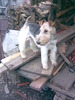 Fox Terrier cu Par Sarmos (M)