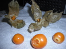 physalis