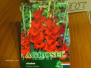GLADIOLE ROSII_SUPERBE !