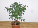 FICUS BENJAMIN
