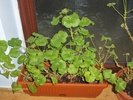 MUSCATE 2009