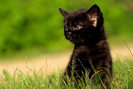 cat-wallpaper_53