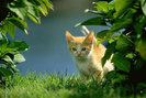 cat-wallpaper_57