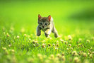 cat-wallpaper_60