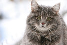 cat-wallpaper_97