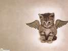 Cat-Wallpaper-cats-636603_1024_768