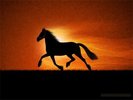 running_horse_800x600 desktop-wallpapere_blogspot_com