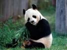 urs panda