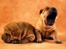 Imagini Caini Poze cu Caini Mici Dogs Wallpapers