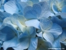 Blue_Hydrangea_Flower,_Close-up_Photography-334717
