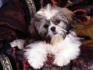 Shih Tzu Poze Catei Wallpapers