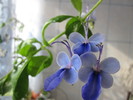 CLERODENDRON ugandesse