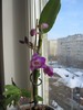 dendrobium nobile