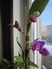 dendrobium nobile