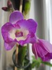 dendrobium nobile