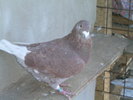 DSCN1194
